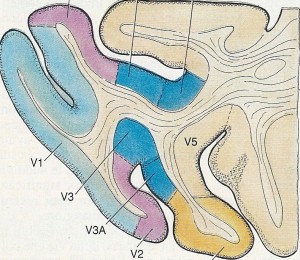 zone corteccia visiva